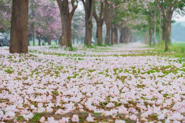 Park yol kenarında toplayan kiraz ağaçları pembe yaprakları ile kaplı