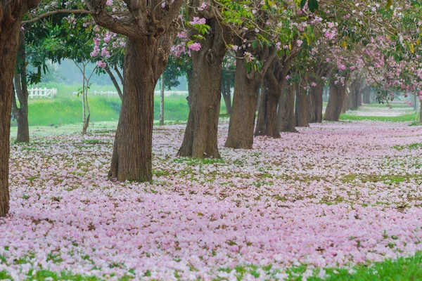 Parco Lungo Strada Coperto Ciliegi Petali Rosa — Foto Stock