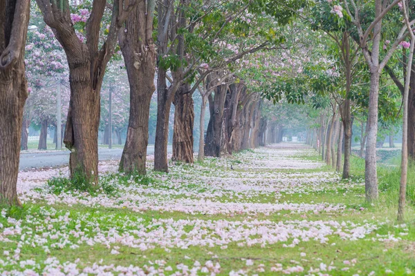 Park yol kenarında toplayan kiraz ağaçları pembe yaprakları ile kaplı