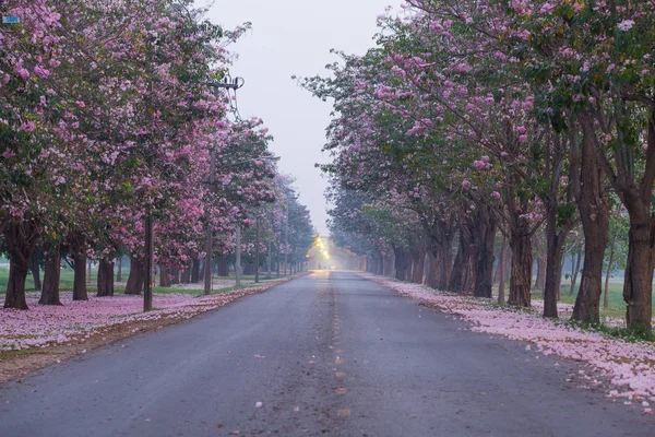 Caminho Parque Com Cerejeiras Florescentes Rosa — Fotografia de Stock