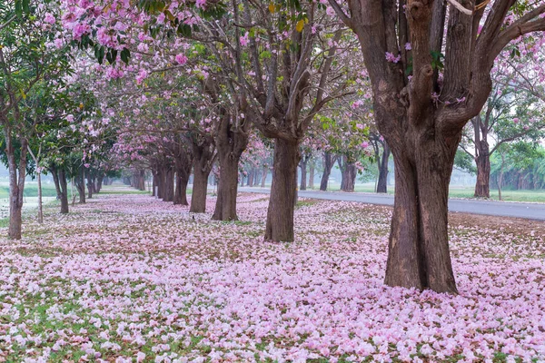 Parque Estrada Coberta Com Cerejeiras Pétalas Cor Rosa — Fotografia de Stock