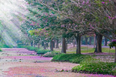 Park patika kiraz çiçek açması ile ağaçlar pembe