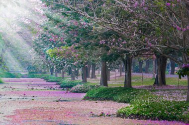 Park patika kiraz çiçek açması ile ağaçlar pembe
