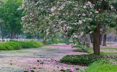 Park patika kiraz çiçek açması ile ağaçlar pembe