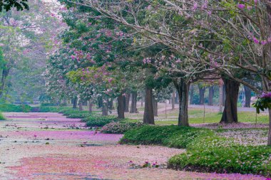 Park patika kiraz çiçek açması ile ağaçlar pembe toplayan