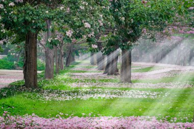 Park yol kenarında kiraz ağaçları pembe yaprakları ile kaplı
