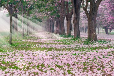 Park yol kenarında kiraz ağaçları pembe yaprakları ile kaplı