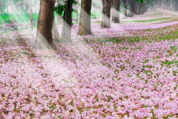 Scenery Park Roadside Covered Cherry Trees Pink Petals — Stock Photo, Image