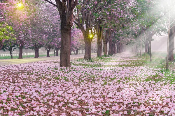 Park Roadside Covered Cherry Trees Pink Petals — Stock Photo, Image