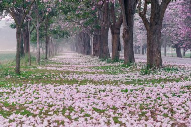 Park yol kenarında kiraz ağaçları pembe yaprakları ile kaplı