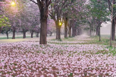 Park yol kenarında kiraz ağaçları pembe yaprakları ile kaplı