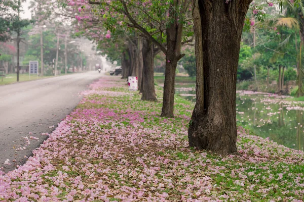Park Yol Kenarında Toplayan Kiraz Ağaçları Pembe Yaprakları Ile Kaplı — Stok fotoğraf