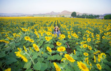Asyalı kadın ayçiçeği alanında poz