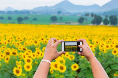 Kadın alarak atış alanının smartphone kullanarak parlak çiçek açan ayçiçeği eller