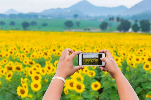 Kadın alarak atış alanının smartphone kullanarak parlak çiçek açan ayçiçeği eller