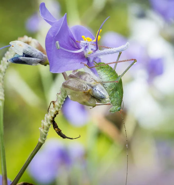 Makroaufnahme Einer Grünen Heuschrecke Die Auf Irisblume Sitzt — Stockfoto