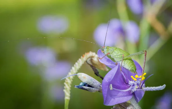 Makroaufnahme Einer Grünen Heuschrecke Die Auf Irisblume Sitzt — Stockfoto