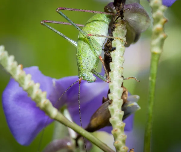 Grüne Heuschrecke Sitzt Auf Irisblume — Stockfoto