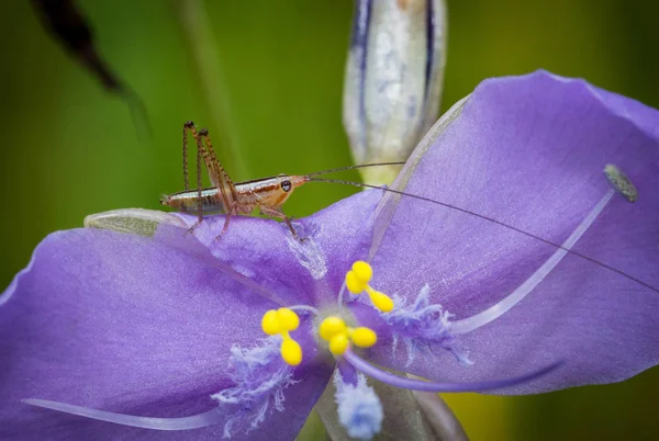 Kleine Braune Heuschrecke Sitzt Auf Irisblume — Stockfoto