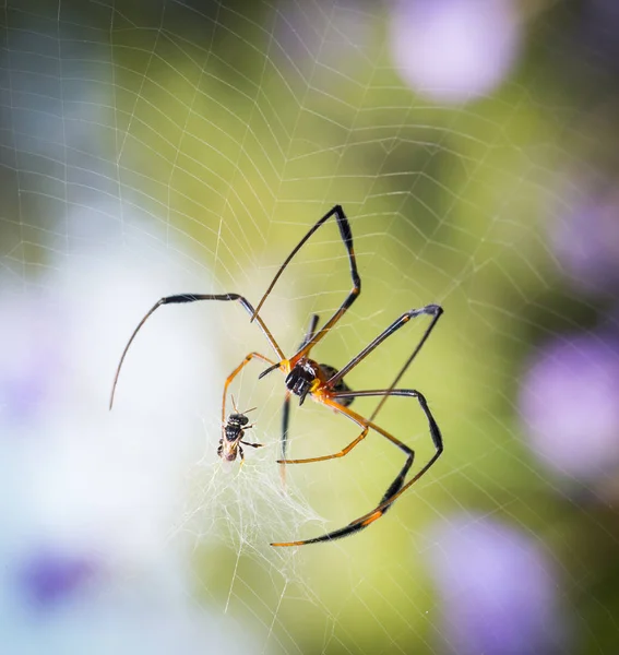 Spinne Fängt Kleine Fliege Netz — Stockfoto