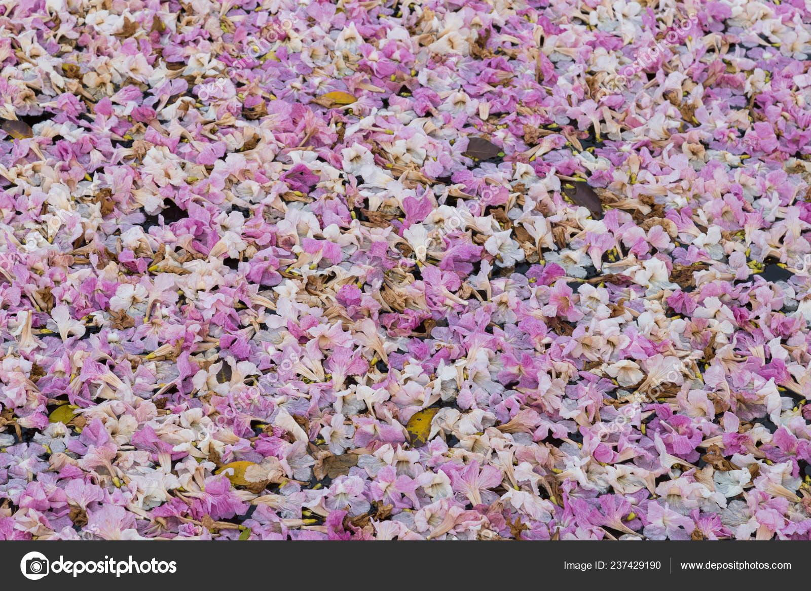 Flores caídas fotos de stock, imágenes de Flores caídas sin royalties |  Depositphotos