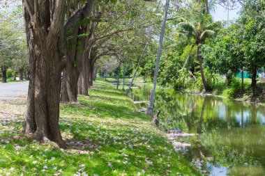 Bahçe ağaçları sokak ve nehir, bahar.