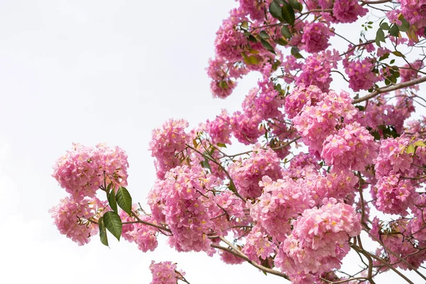 Rosa Blommande Sakura Träd Himmel Bakgrund — Stockfoto