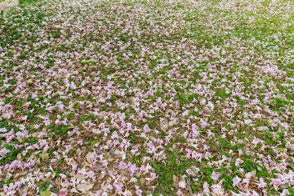Pink fallen flowers of sakura tree on ground