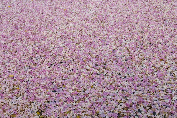 Pink fallen flowers of sakura tree on ground