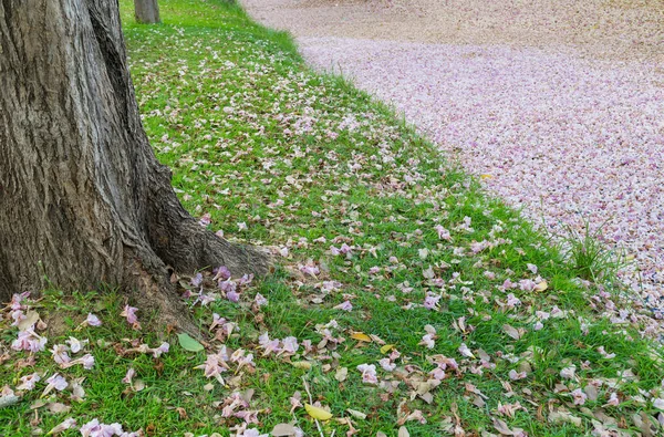 Ground covered with pink fallen flowers of sakura trees