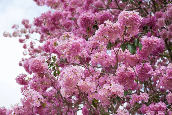 Rosa Blommande Sakura Träd Himmel Bakgrund — Stockfoto