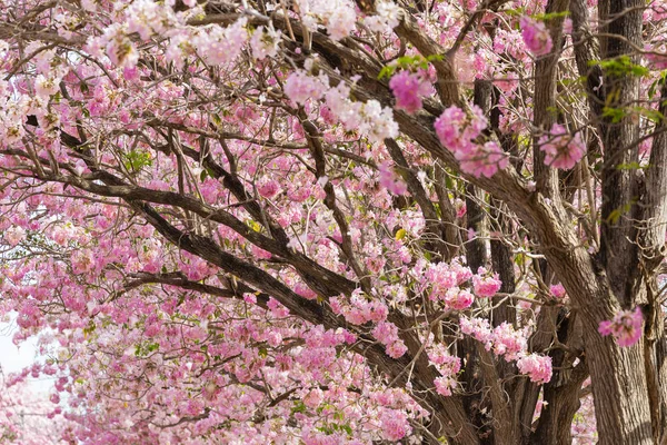 ピンクの花で満開の桜の木の表示を閉じる — ストック写真