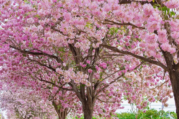 Vista Vicino Alberi Sakura Fiore Con Fiori Rosa — Foto Stock