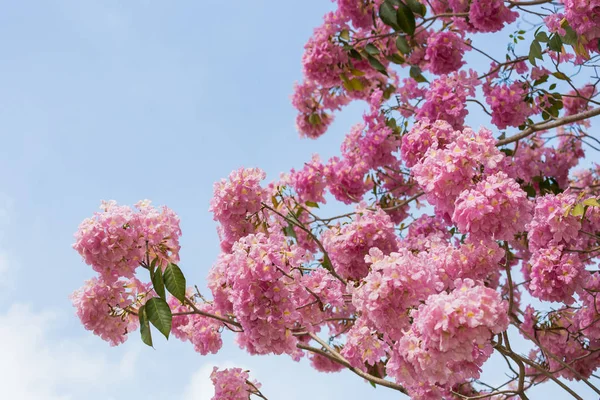 Rosa Blommande Sakura Träd Himmel Bakgrund — Stockfoto