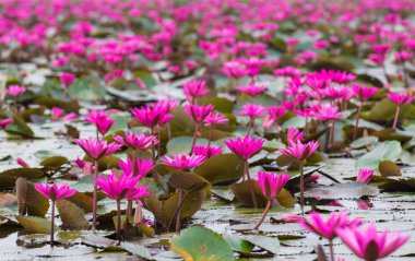 Kırmızı lotus çiçek açan alanı