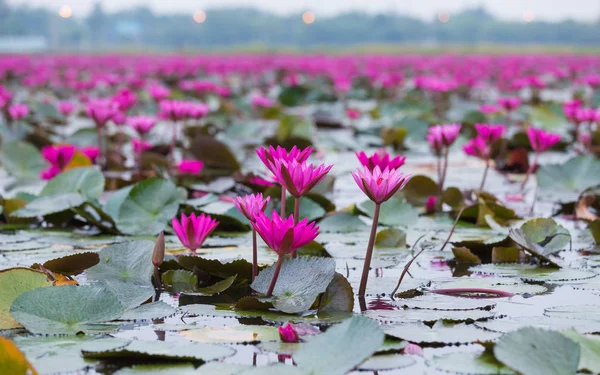 Kırmızı Lotus Çiçek Açan Alanı — Stok fotoğraf