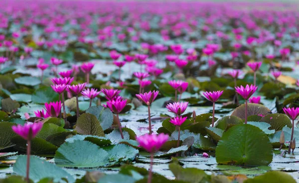 Kırmızı Lotus Çiçek Açan Alanı — Stok fotoğraf