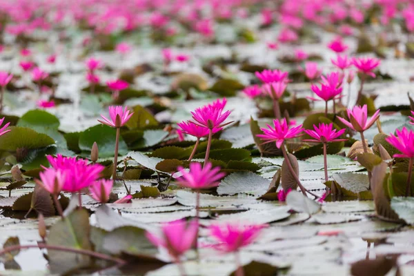 Kvetoucí Pole Červené Lotus — Stock fotografie