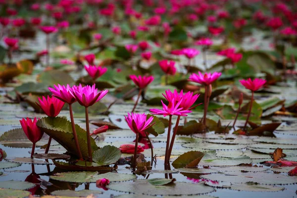Kvetoucí Pole Červené Lotus — Stock fotografie