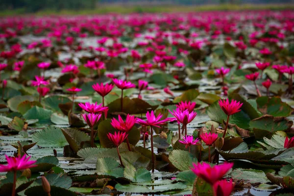 Kırmızı Lotus Çiçek Açan Alanı — Stok fotoğraf