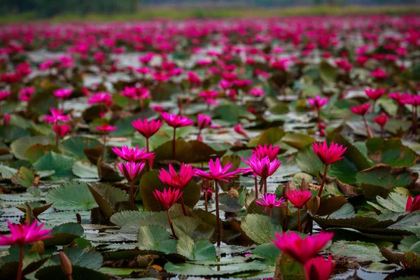 Kvetoucí Pole Červené Lotus — Stock fotografie