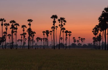 güzel palmiye ağaçları akşam alanında doğal görüntüsünü