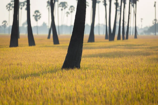 Scenic Shot Beautiful Palm Trees Field — Stock Photo, Image