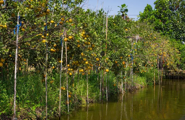 Reifende Orangen Hängen Ästen Garten Über Dem Fluss — Stockfoto