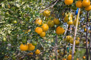portakal Bahçe dallarında asılı olgunlaşma yakın çekim çekim