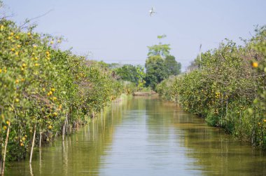 portakal Bahçe dallarında Nehri üzerinde asılı olgunlaşma