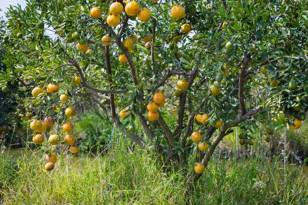 Созревающие Апельсины Висящие Ветвях Саду — стоковое фото