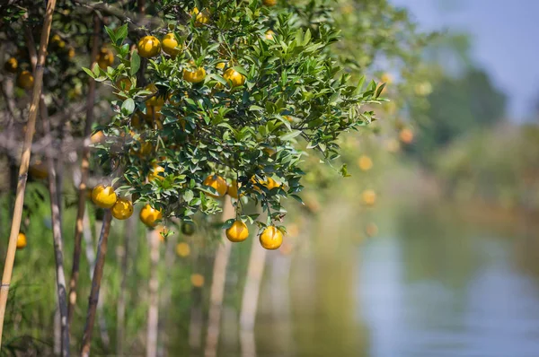 Созревающие Апельсины Висящие Ветвях Саду Над Рекой — стоковое фото