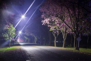 kiraz çiçek açması ağaç bahar Park geceleri doğal atış