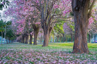 kiraz çiçek açması ağaçların bahar Parkı manzaralı atış